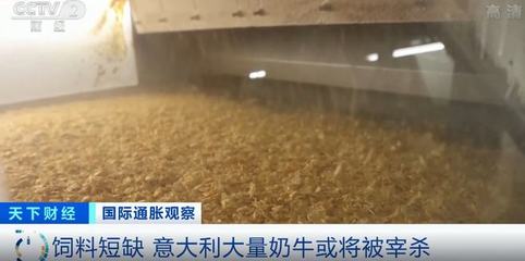 俄烏沖突持續(xù),意大利飼料庫(kù)存告急!大量奶牛或?qū)⒁虼吮辉讱? class=