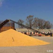 養(yǎng)豬利潤(rùn)越來越少,大型養(yǎng)豬企業(yè)養(yǎng)豬成本為什么這么低?散養(yǎng)戶又該往什么方向發(fā)展?