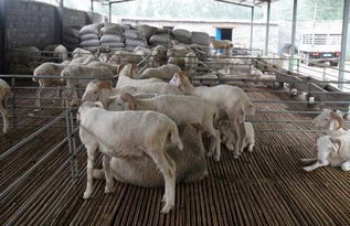 牛羊飼料中尿素與油脂的科學添加 提升效益與營養平衡